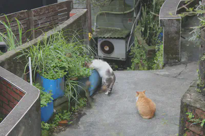 Cats